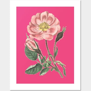 Pink Rose Flower Vintage Illustration Posters and Art